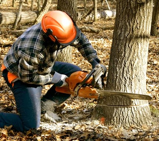 Tree Removal in Edgemoor, SC